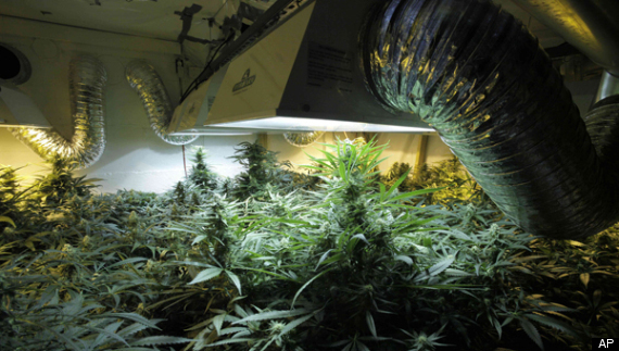 Marijuana