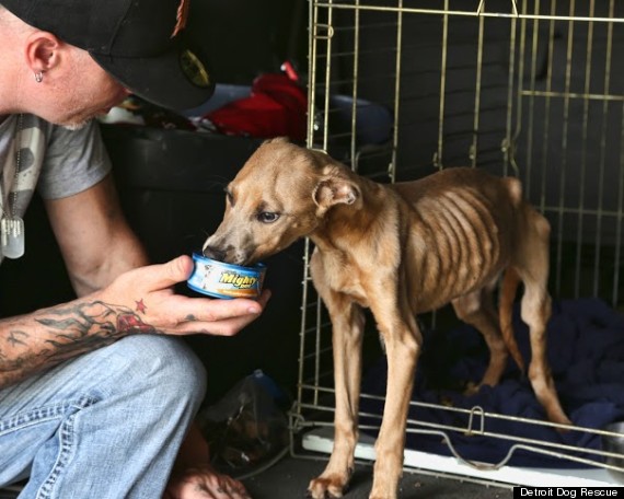 http://i.huffpost.com/gen/1318622/thumbs/o-DETROIT-DOG-RESCUE-570.jpg?6