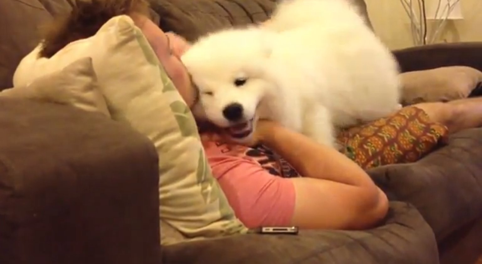 Samoyed Dog Snuggles With Owner Like A Pro (VIDEO) HuffPost