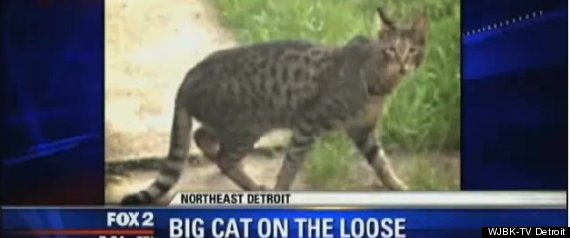 Detroit Big Cat