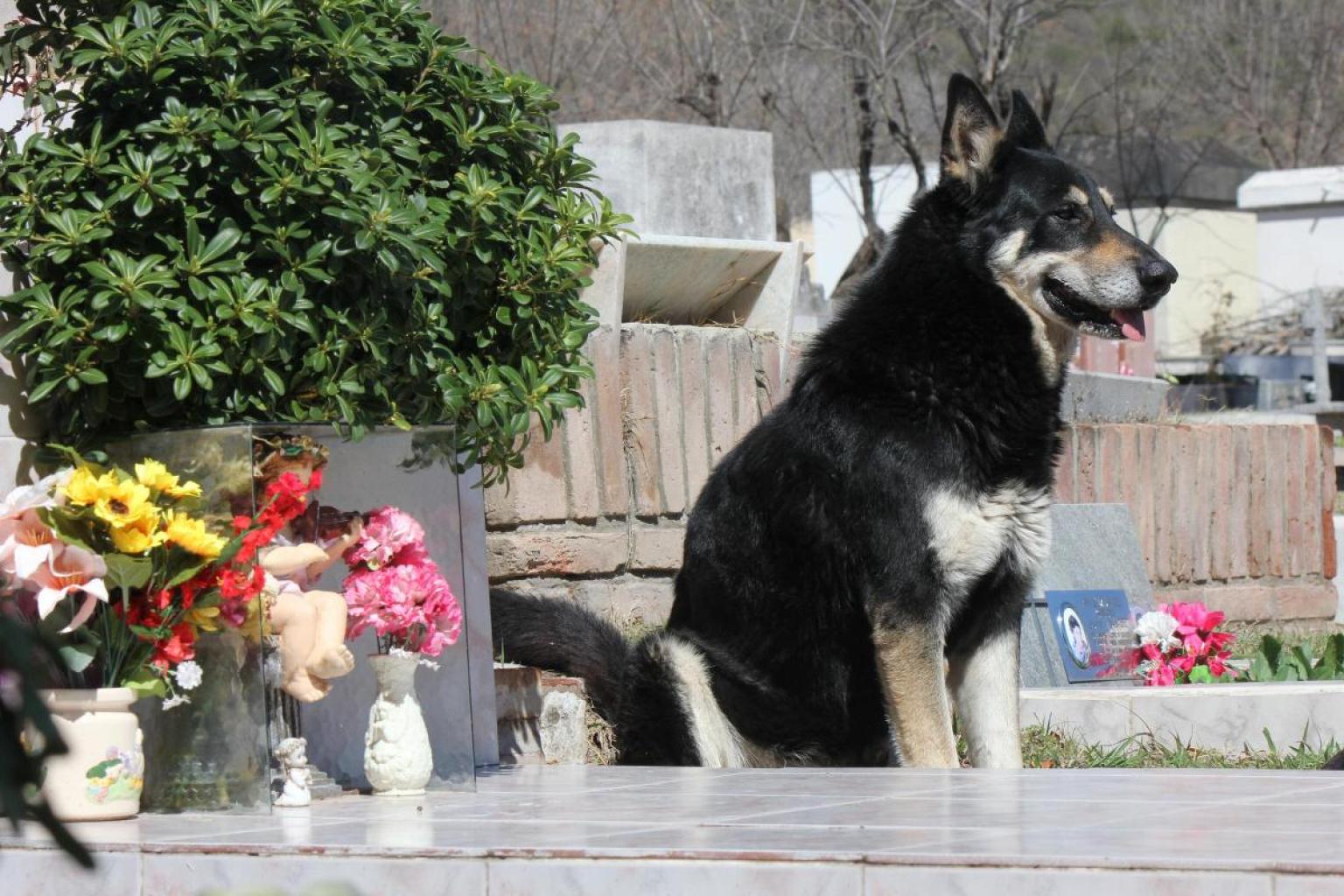 The 16 Most Loyal Dogs Of All Time (PHOTOS, GIFS) HuffPost