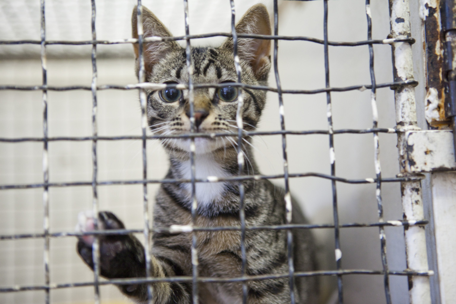 Cats in Shelters: Breaking the Vicious Circle | HuffPost