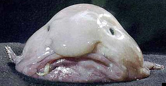 blobfish