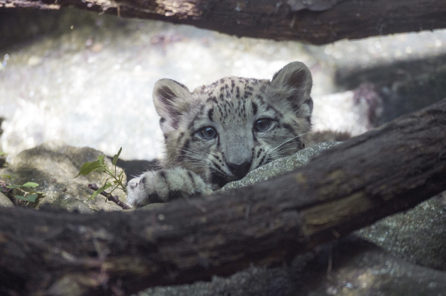 Snow Leopard Cub At Bronx Zoo Makes Adorable Debut Photos Video