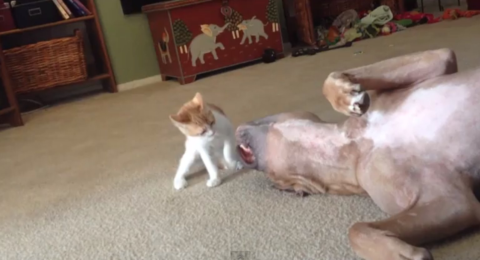 Ferocious Kitten Attacks Innocent Pitbull In Adorable Showdown (VIDEO