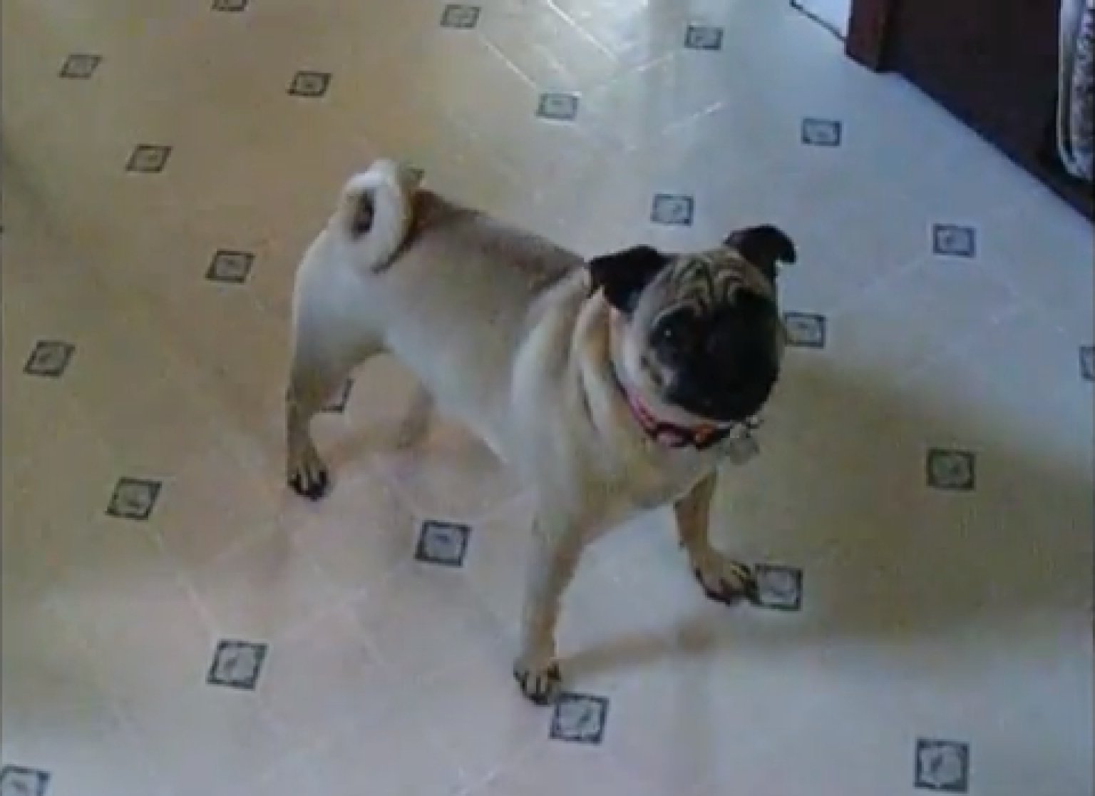 Excited Pug Spins Like A Top And Just Won't Stop (VIDEO) HuffPost