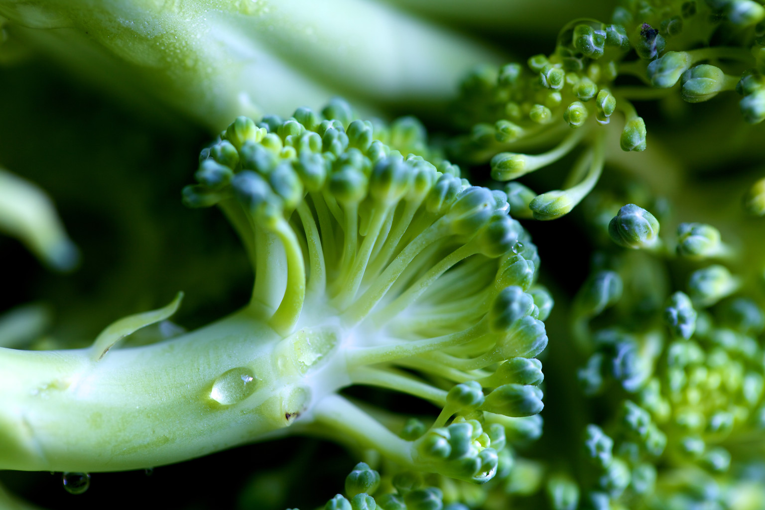 Broccoli Compound Could Help Prevent, Slow Osteoarthritis HuffPost