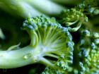 Even More Proof That Broccoli Is A Super Vegetable