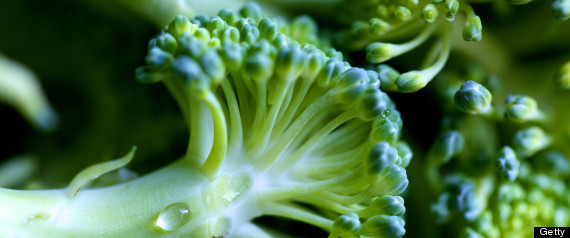 broccoli osteoarthritis