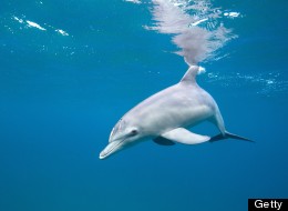East Coast Dolphin Deaths