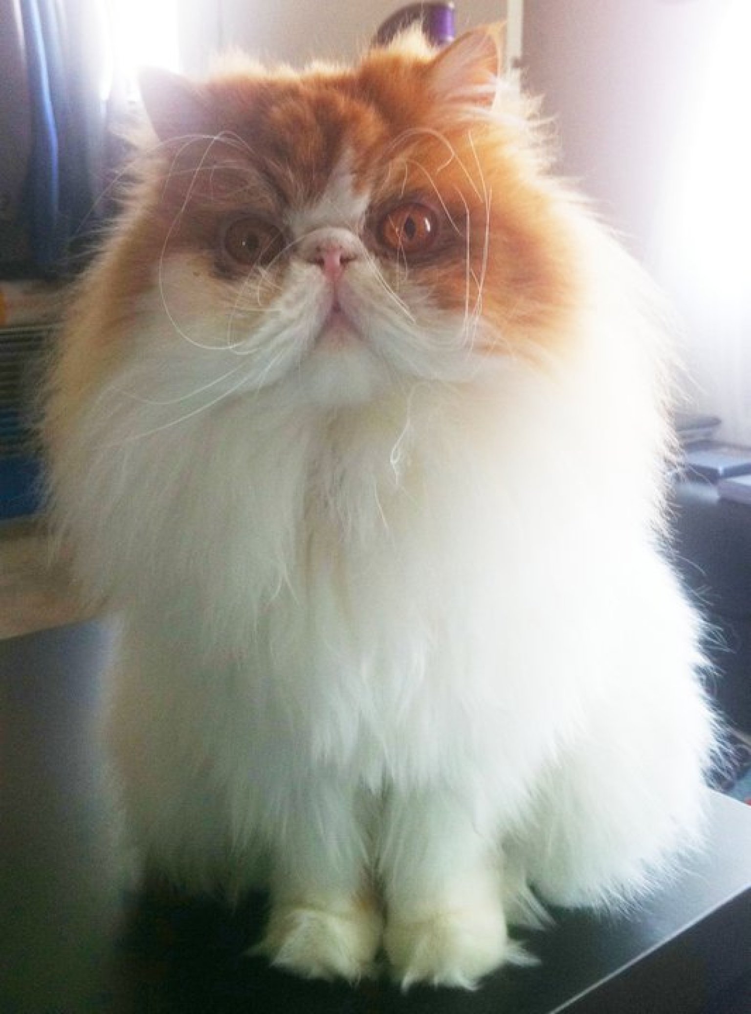Trogsly, Reddit User's Persian Kitty, Might Be The New 