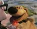 Talking Dogs: The Supercut