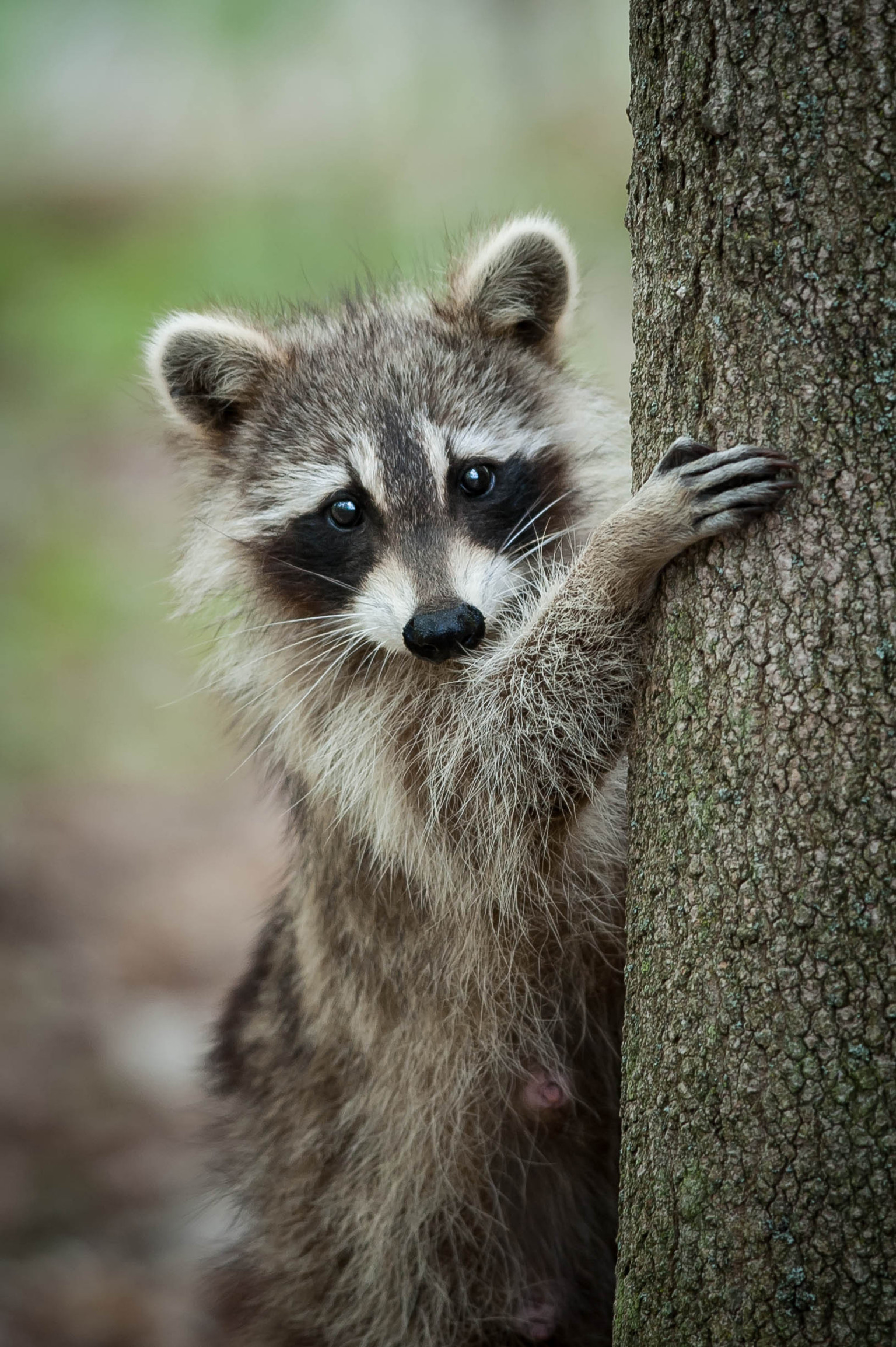 Raccoon Habitat