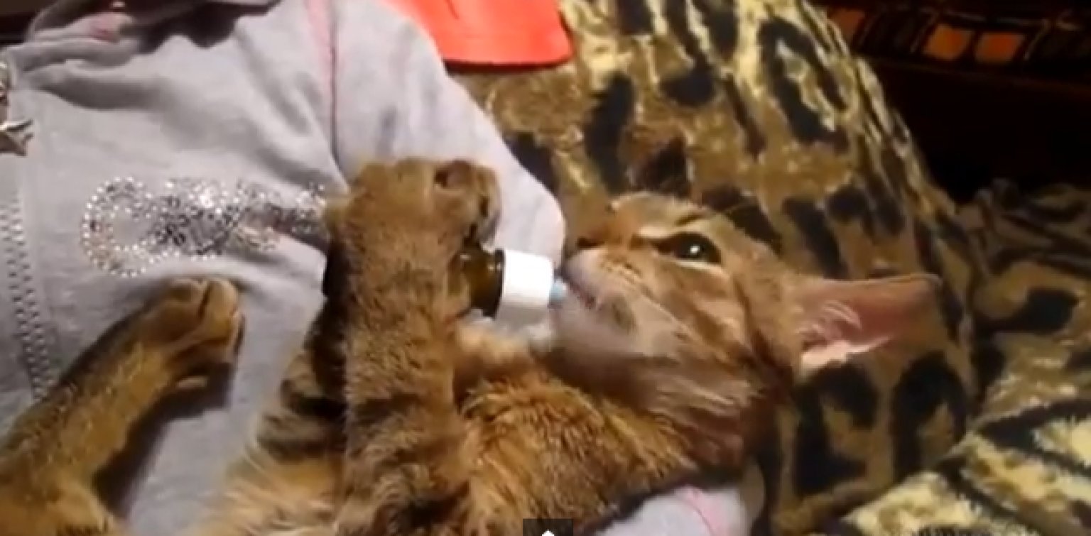 Cats Saying 'Om Nom Nom' Is The Only Talking Cat Compilation You Need