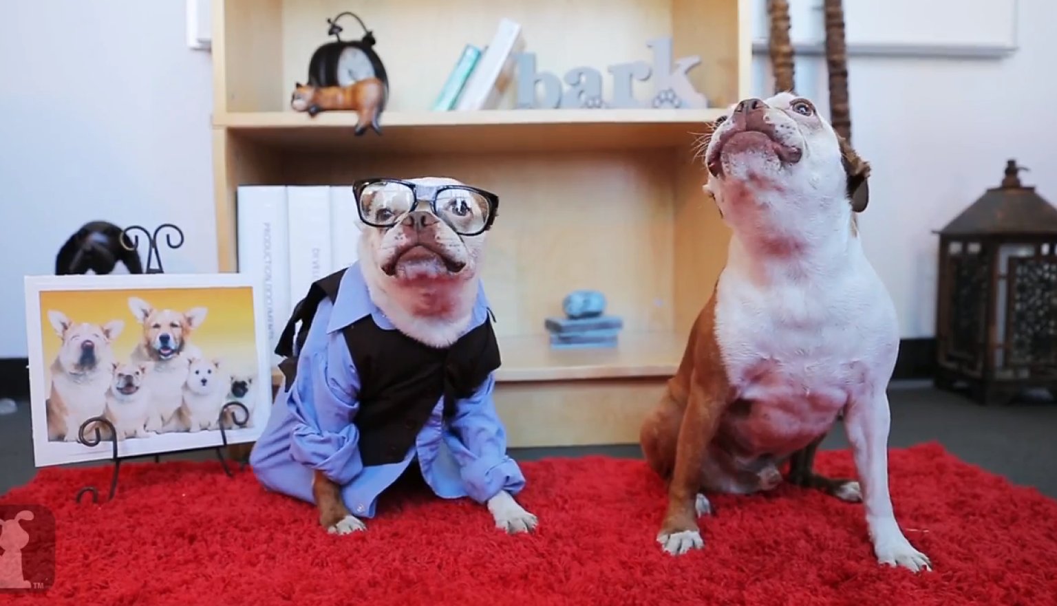 Parody Of One Direction 'best Song Ever' Performed By Pup Direction 