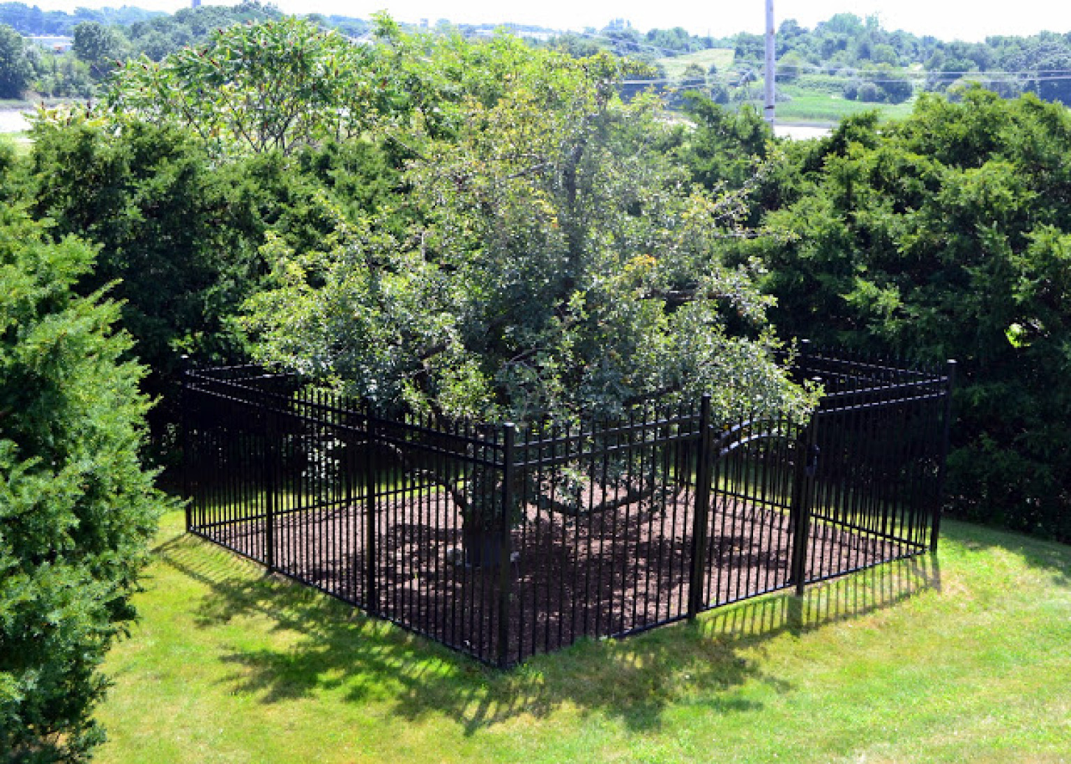 Oldest Known Fruit Tree In U.S. Still Bears Pears After Nearly 400