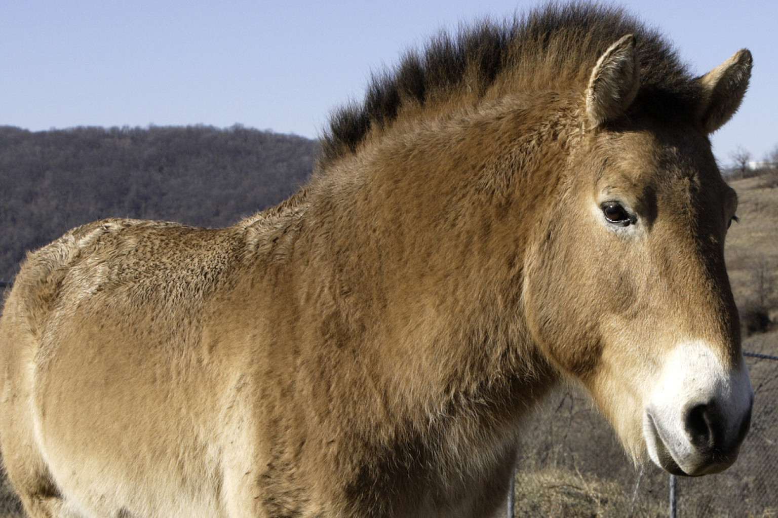 National Zoos 23 Year Old Przewalskis Horse Rolles Dead Worldnews | national zoo s 23 year old przewalski s horse rolles dead National Zoos 23 Year Old Przewalskis Horse Rolles Dead Worldnews | national zoo s 23 year old przewalski s horse rolles dead