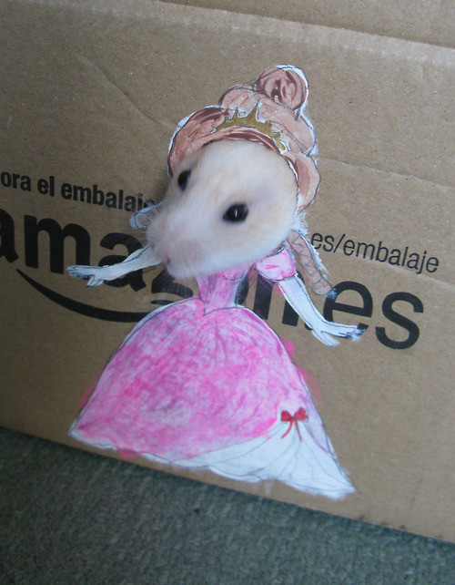 dress hamster