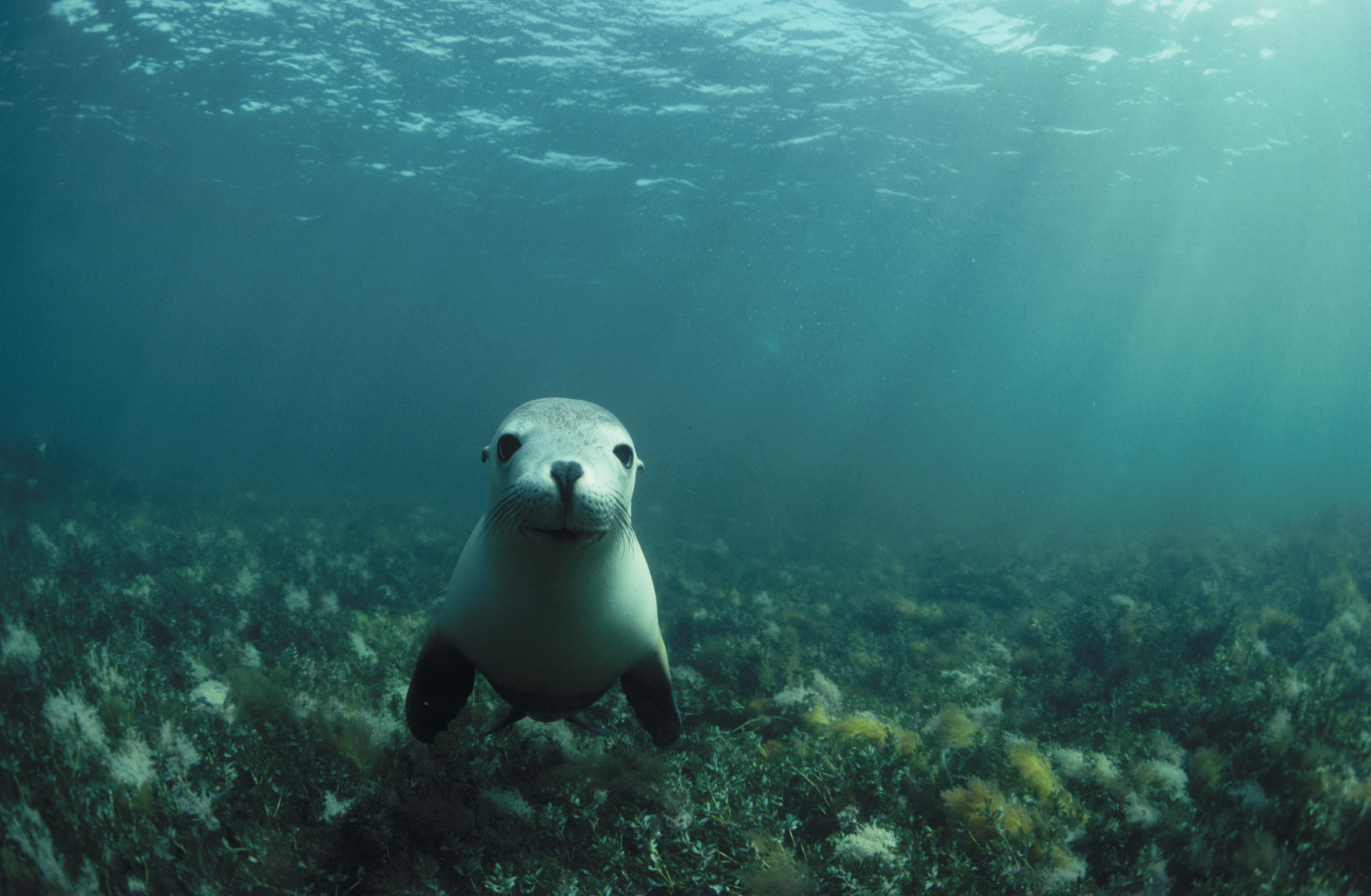 Sea Lion Escapes Enclosure At German Zoo To Swim With Swans | HuffPost