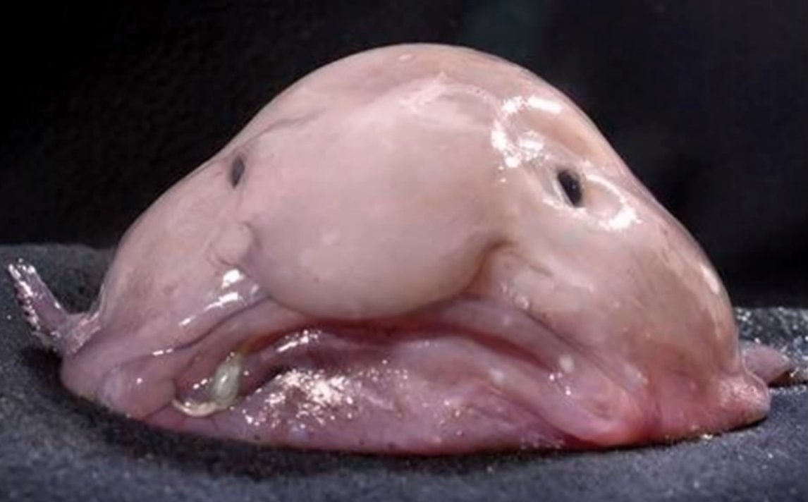 Blob Fish Ugliest Animals