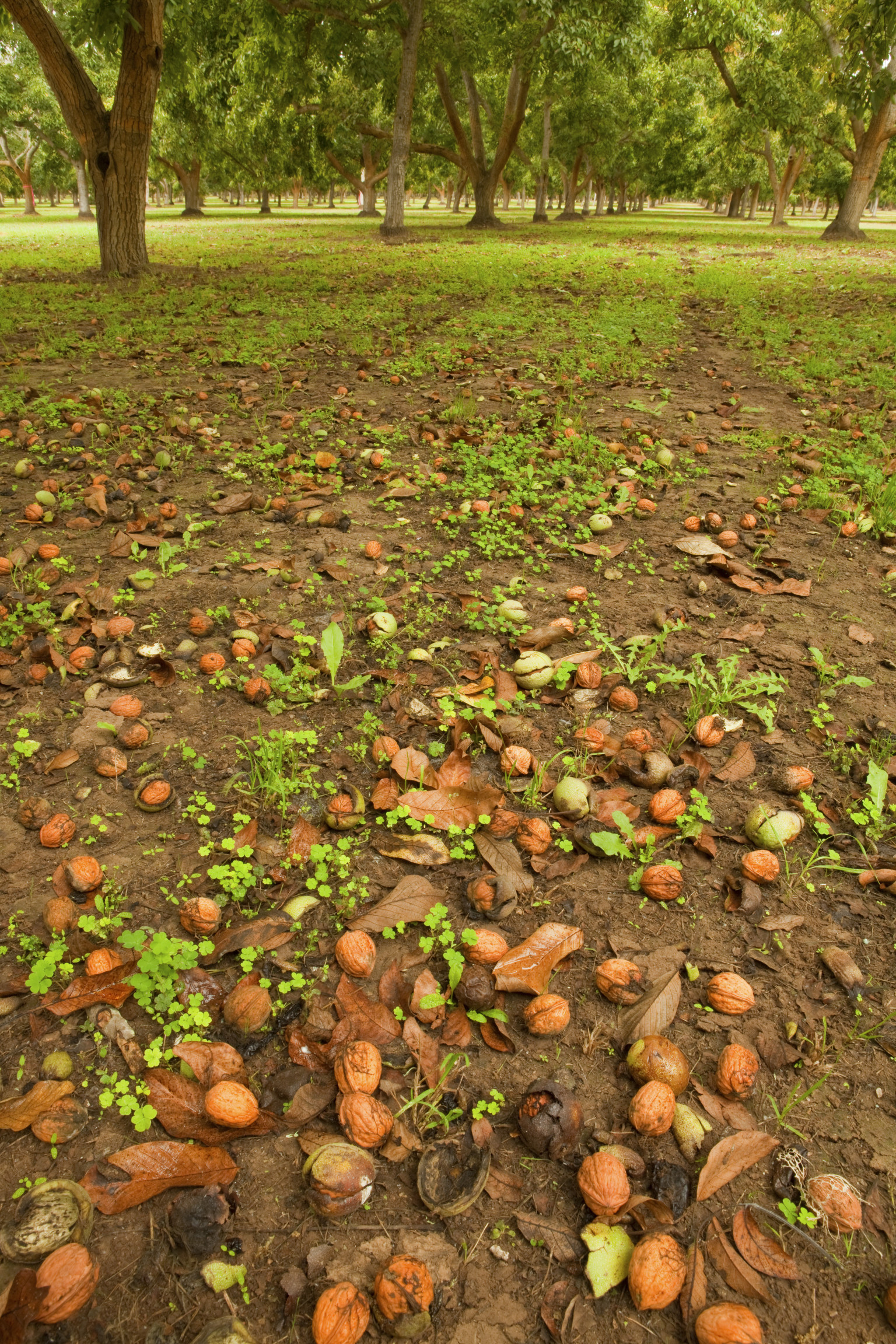 former-hawaii-nut-orchard-transformed-into-26-million-home-huffpost