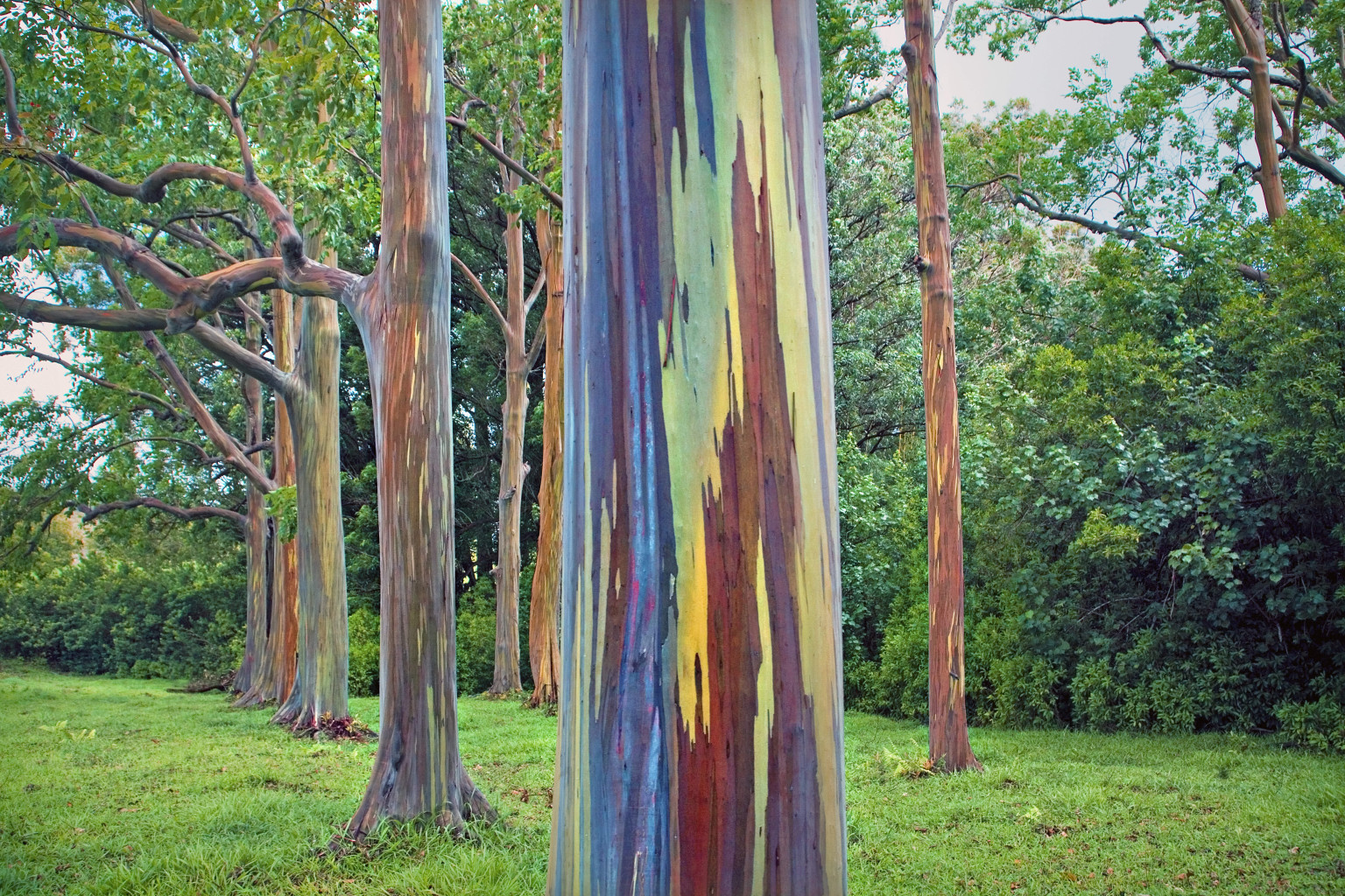 美し過ぎる自然の絶景 234 熱帯 亜熱帯で生育するユーカリ属の高木樹 レインボーユーカリ Eucalyptus Deglupta 我家のｉｔ化