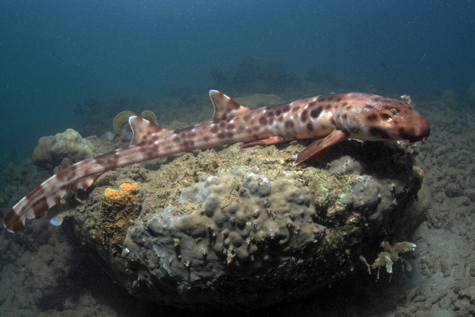 'Walking' Bamboo Shark Discovered In Eastern Indonesia (VIDEO) | HuffPost