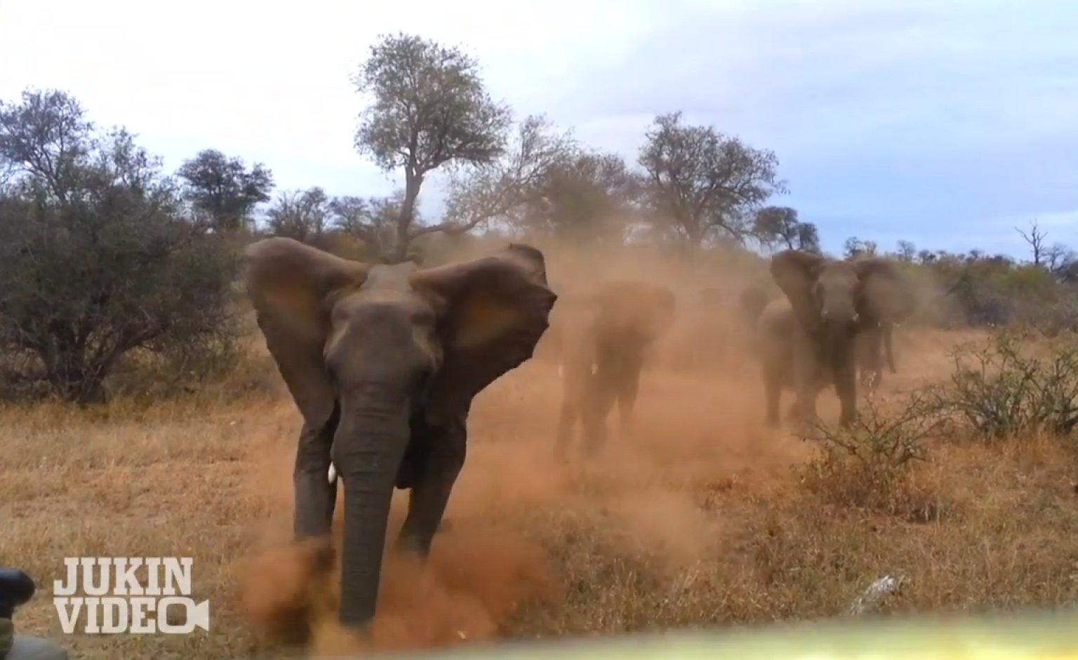 Elephant Attacks Car During A Safari (VIDEO) | HuffPost