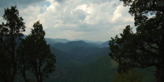 Red Cedar Trees Rebounded After 1970 Clean Air Act 