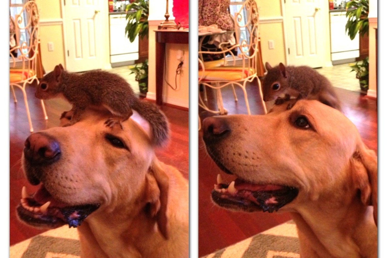 Hoss The Yellow Lab Wears Baby Squirrel On His Head, Helps His (Human
