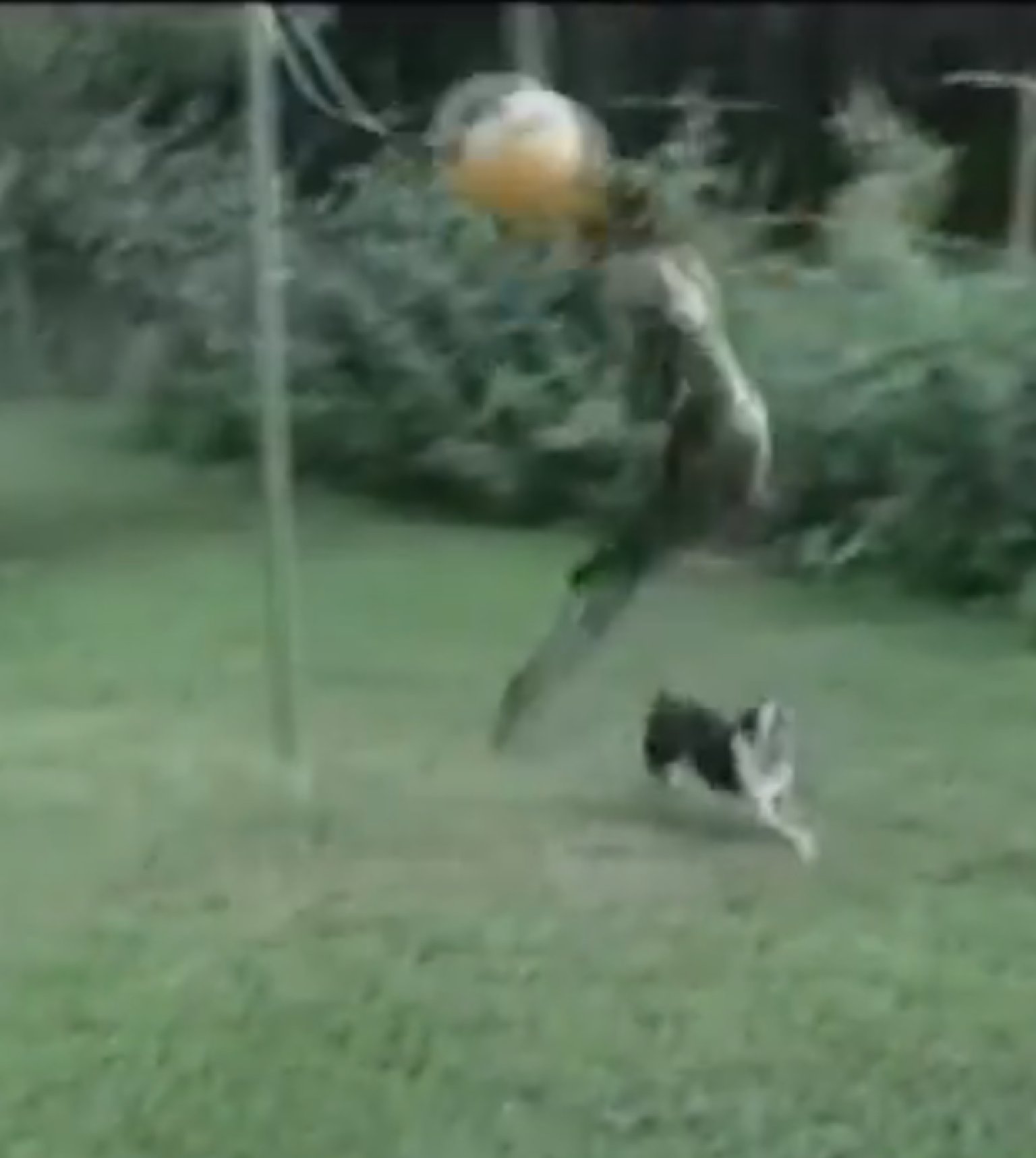 Dogs Playing Tetherball, What Else Is New? (VIDEO) HuffPost
