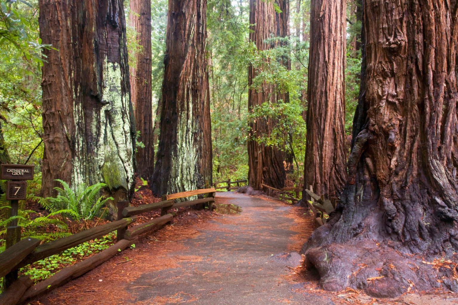 Cathedral Grove Ranked Top Forest Walk In Vancouver Island Region