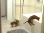 WATCH: Literally Nothing Will Stop These Mini Dachshunds From Taking A Bath