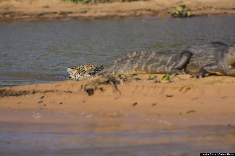 o-JAGUAR-CAYMAN-900.jpg?6&random=1441763