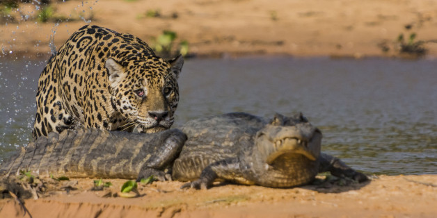 Jaguar Attacks Caiman In Brazil's Pantanal Wetlands (PHOTOS)
