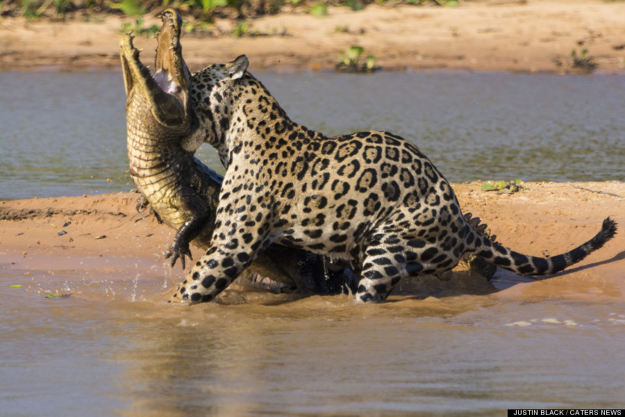 How do Jaguars Hunt? Graphic Images and Video » Focusing on Wildlife