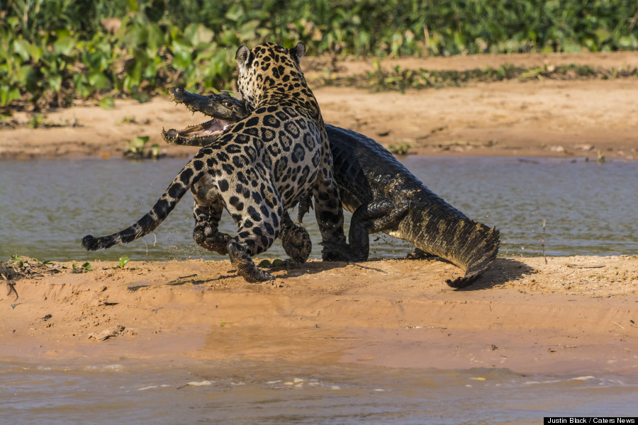 o-JAGUAR-CAYMAN-900.jpg?6&random=1441763