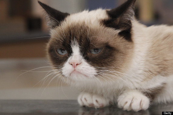 grumpy cat