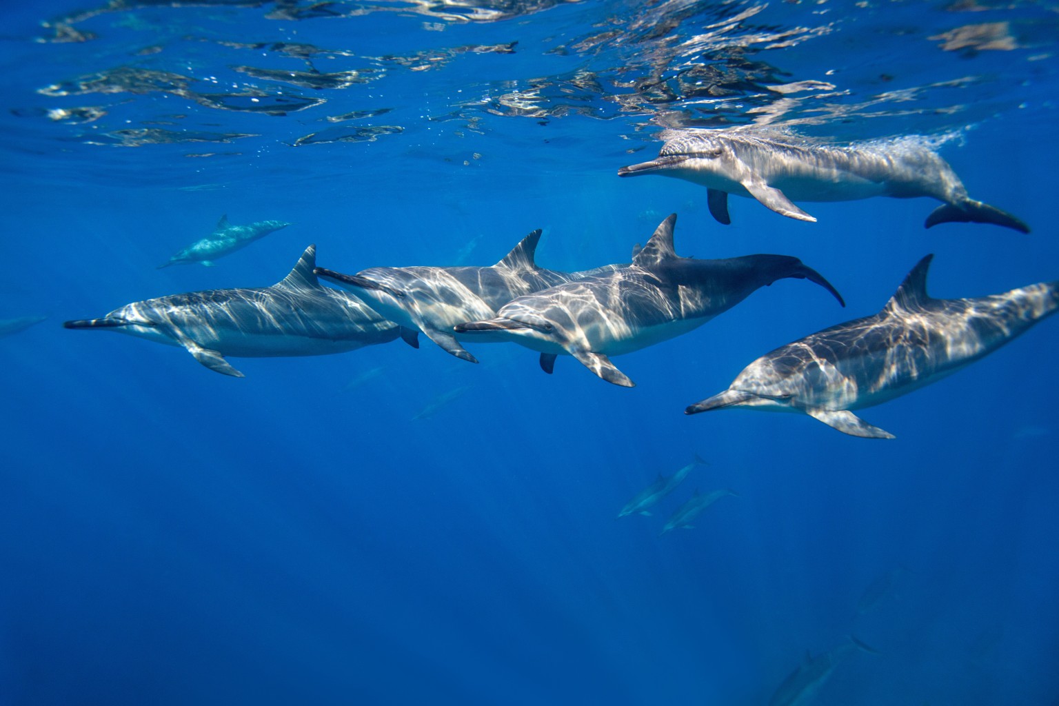 Fascinating, Rare Dolphins And Whales You've Never Seen Before 