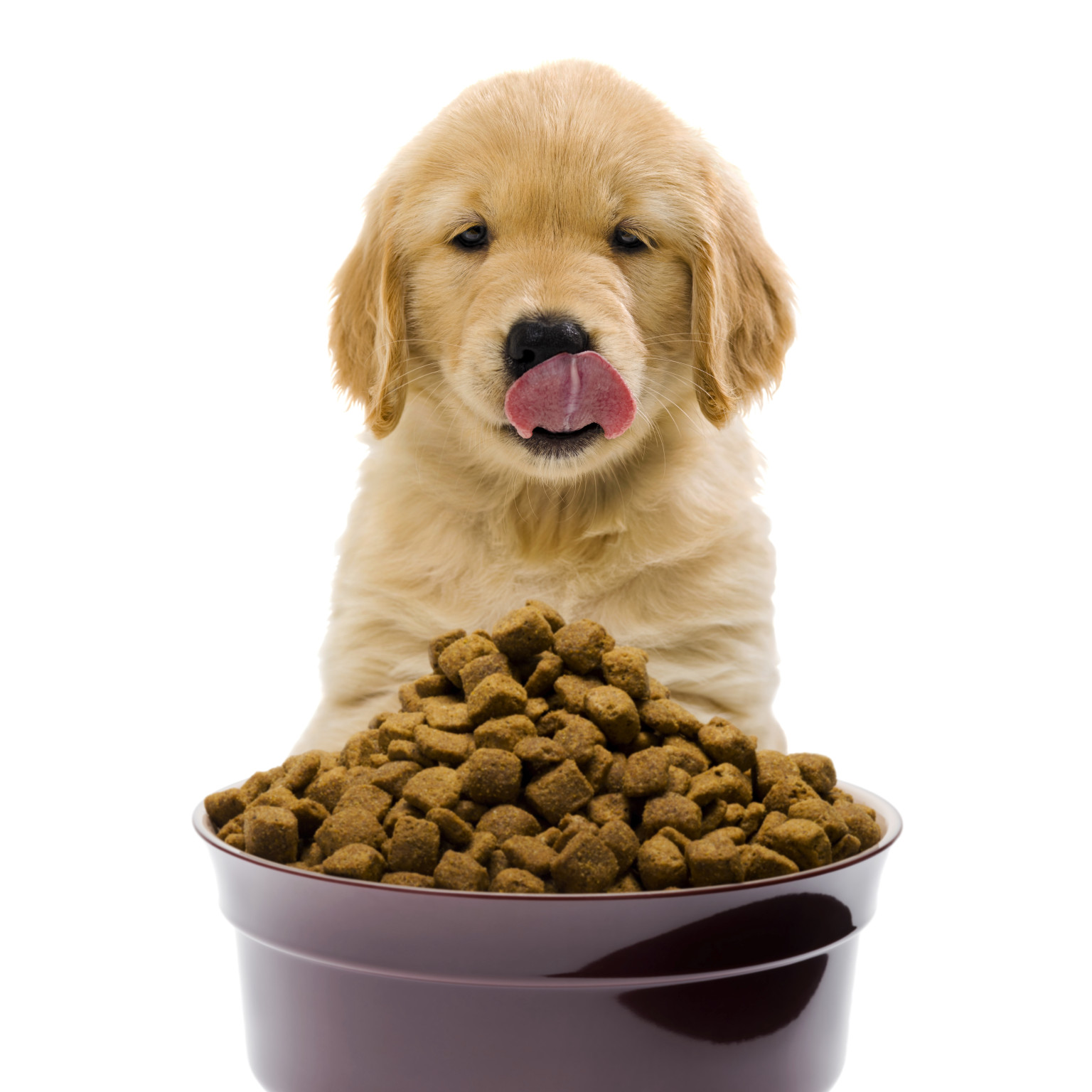 Top 10 Best Dog Food for Puppies A Comprehensive Buying Guide and