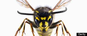 Angry Wasp