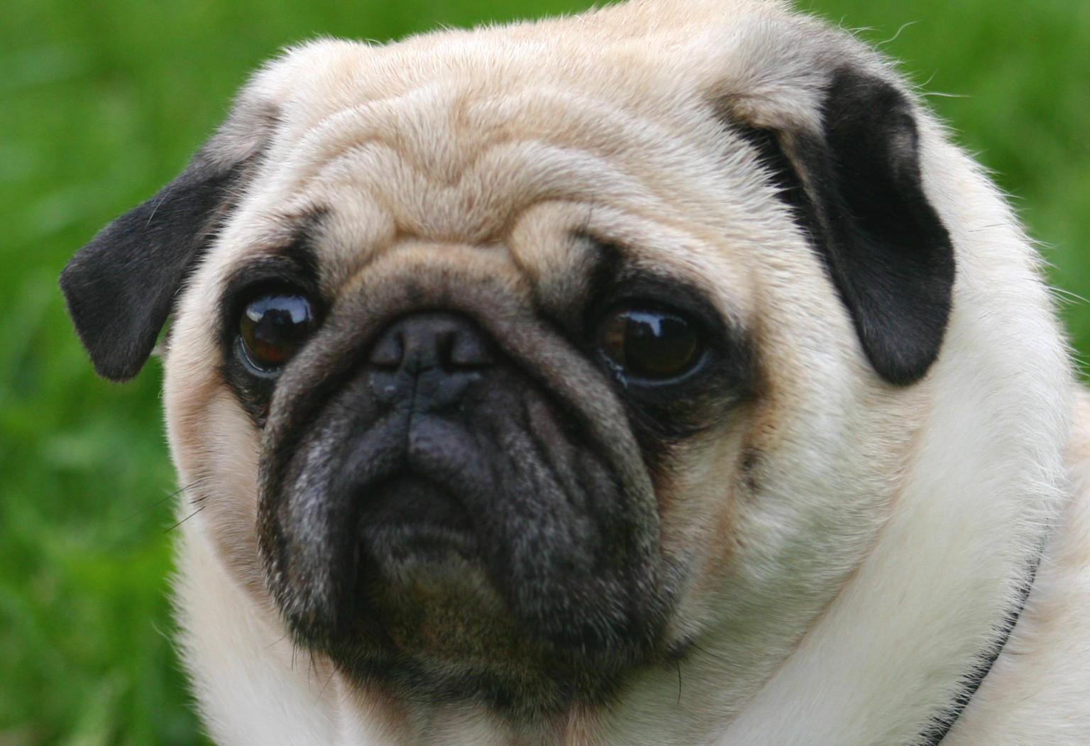 Pets Looking More Like Their Obese Owners | HuffPost