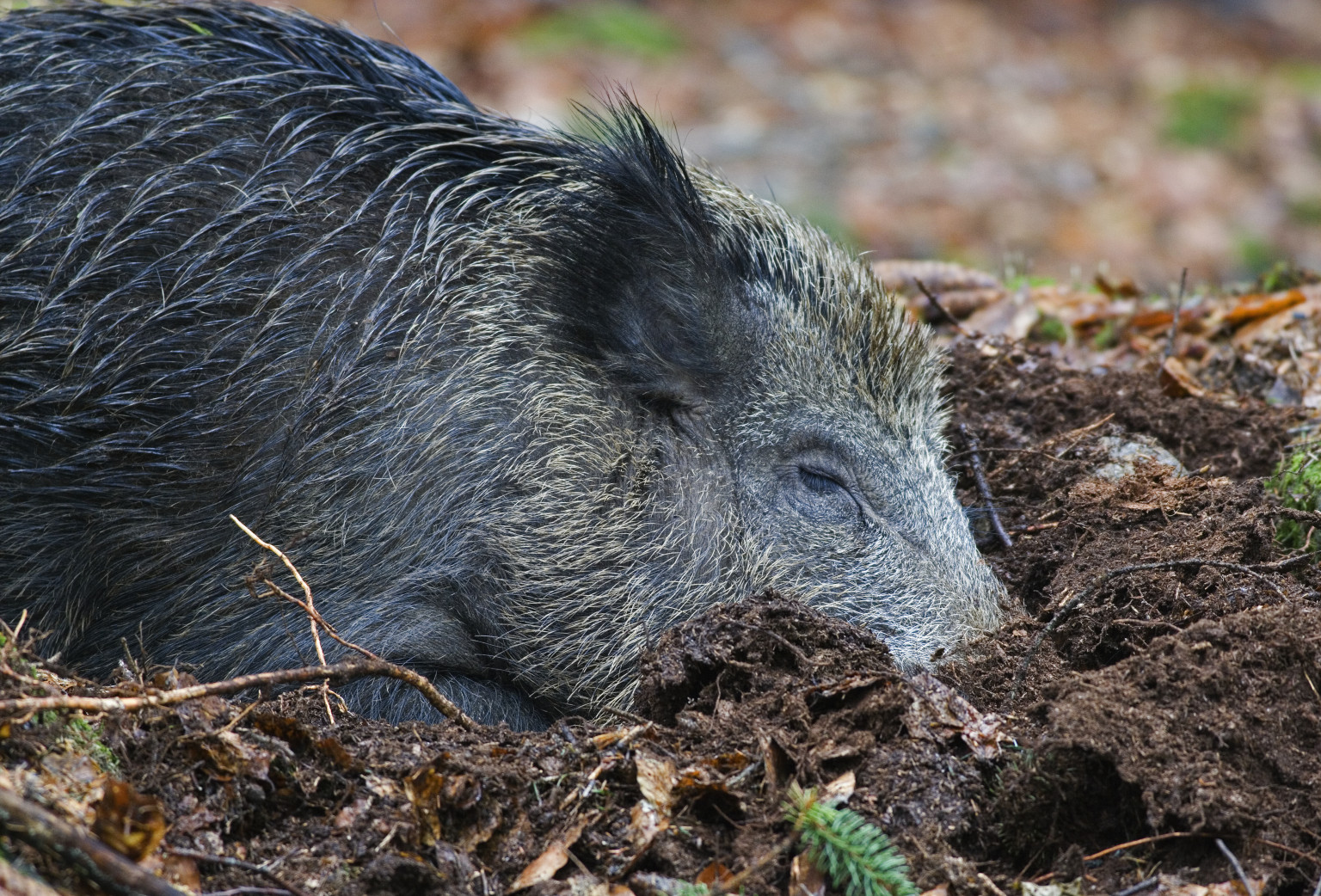 feral-pig-runs-amok-on-australian-campsite-necks-18-beers-and-tries-to