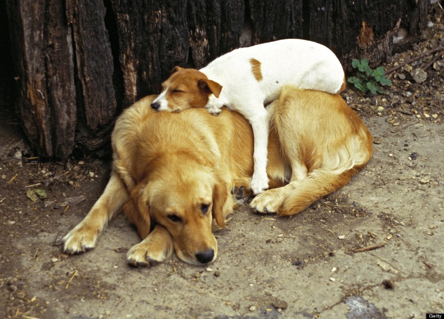 CACHORROS Y ANIMALES - Página 25 O-109074302-900