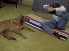 This Dog Does Yoga Like A Pro