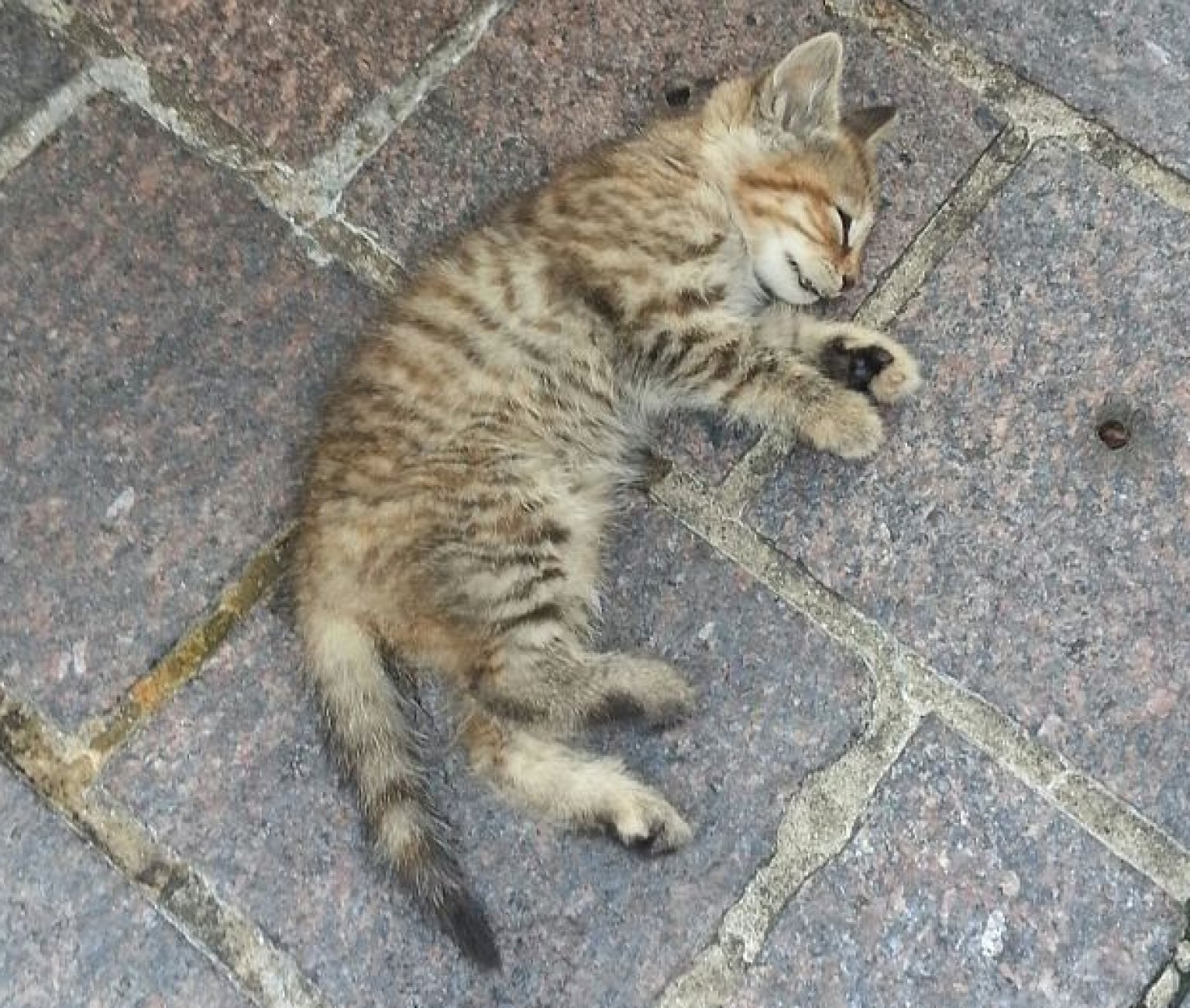 Kitten Dies After Being Thrown At Animal Rights Activists Protesting
