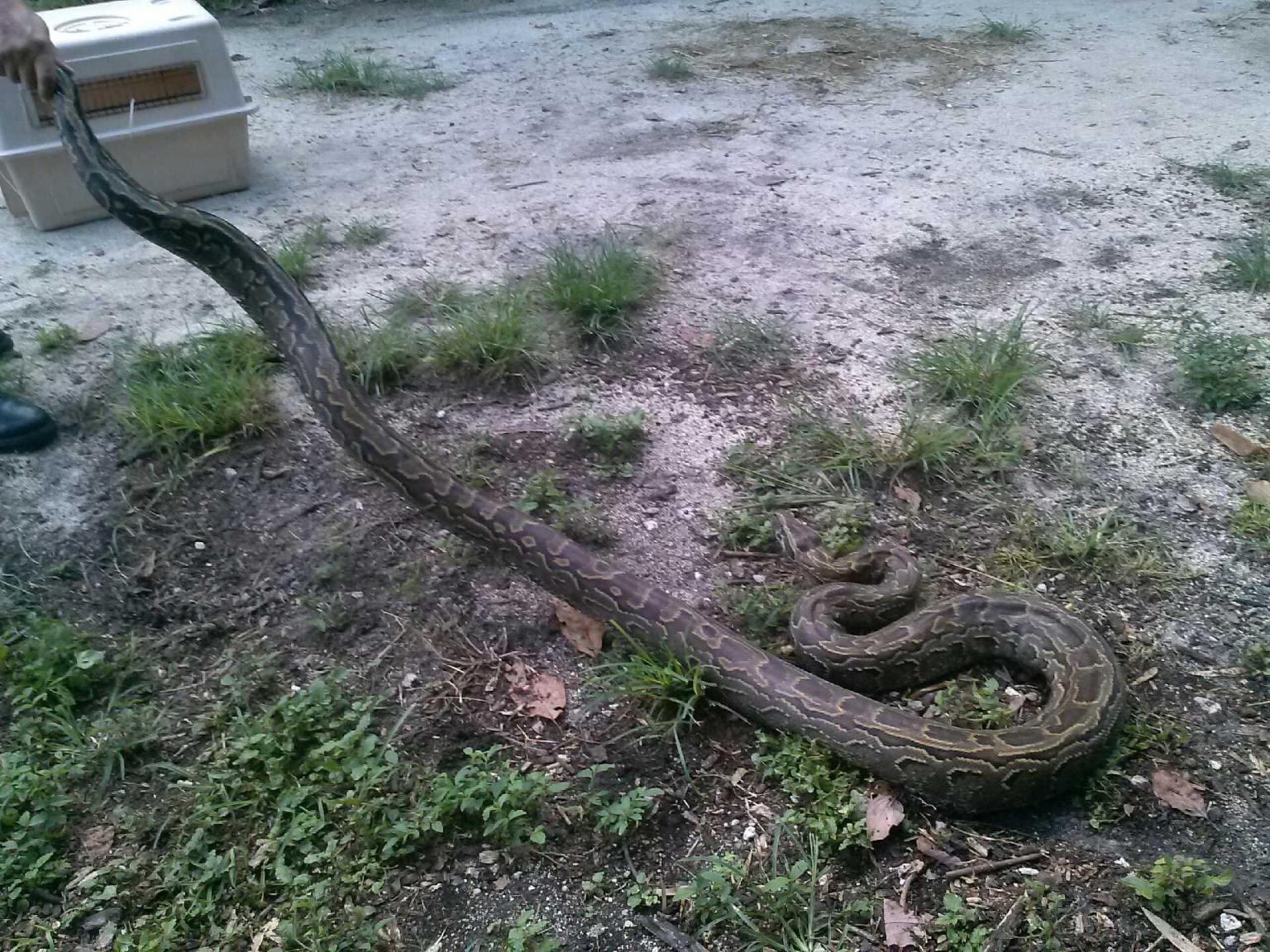 Rock Python Kills Dog In MiamiDade; Officials Warn Species Is 'Nastier