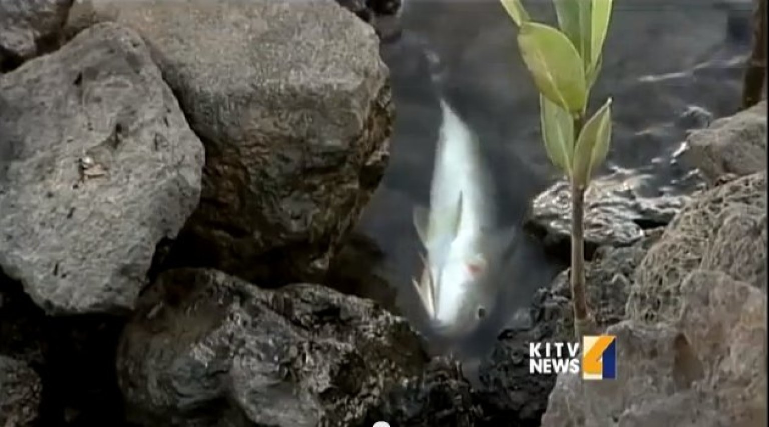 Molasses Spill In Honolulu Harbor Is Suspected Cause Of Mass Fish