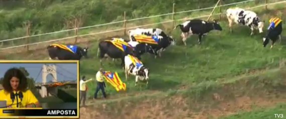 [BOICOT] Cadena Humana por la Independencia (Cataluña) - Página 5 R-VACAS-INDEPENDENTISTAS-large570