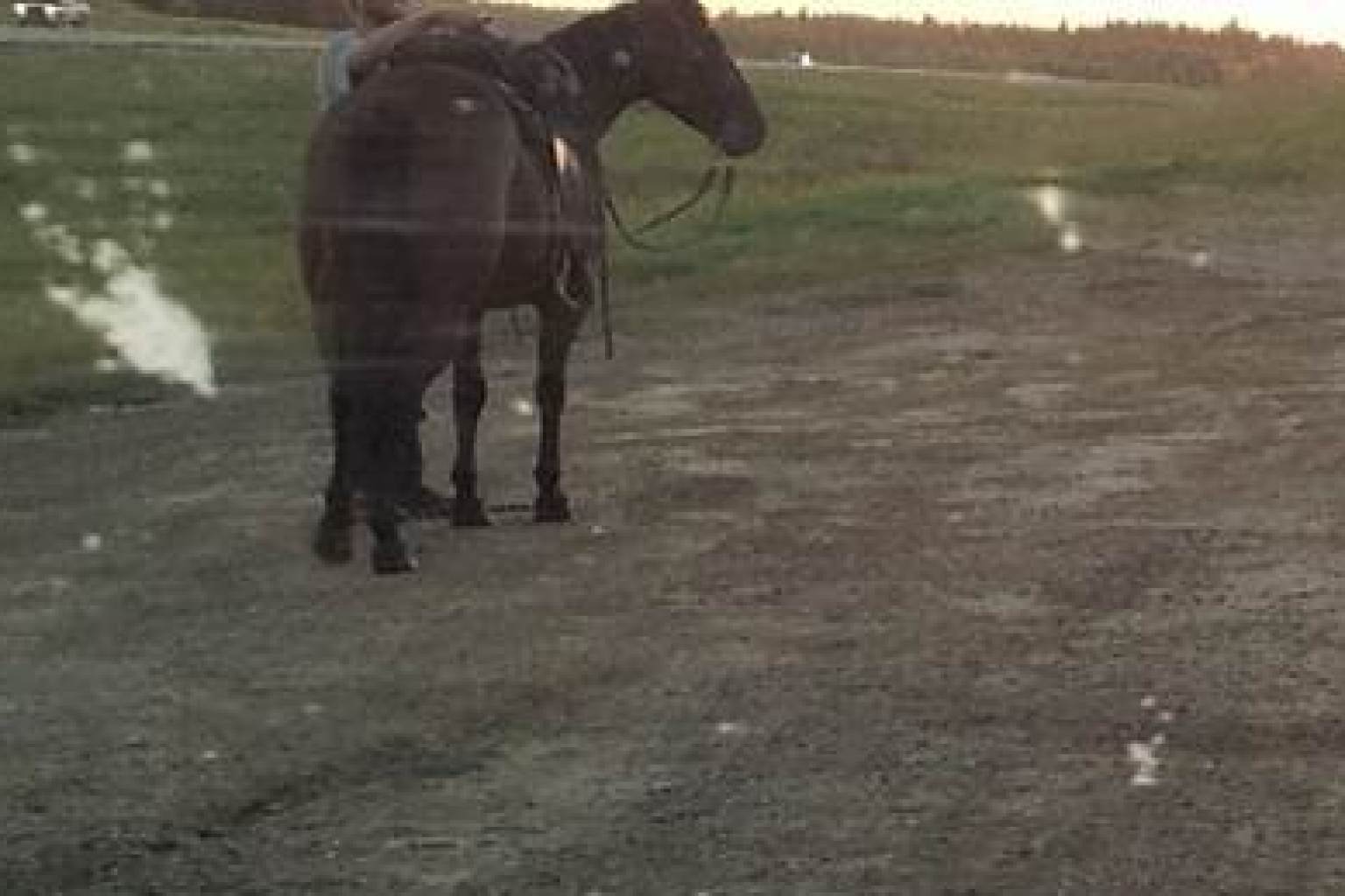 Drunk Driver Saddles Up Horse For Ride Home After Police Seize His